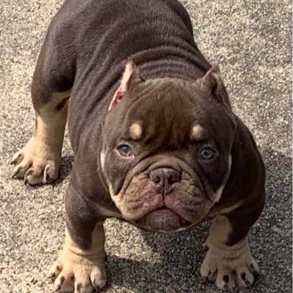 Meet your Posher, Reggie - Picture 1 of 1